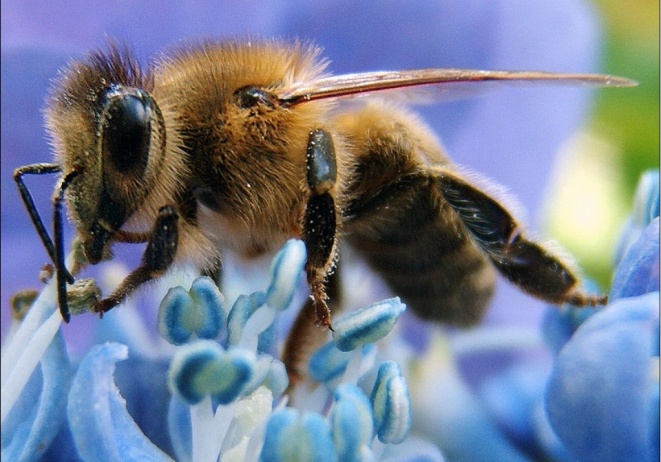 honing bijen