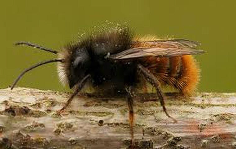metselbijen2